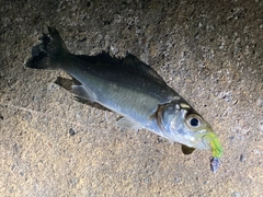 セイゴ（マルスズキ）の釣果