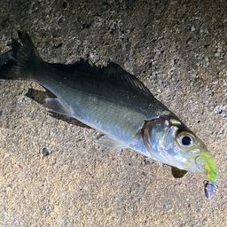 セイゴ（マルスズキ）