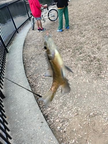 ブルーギルの釣果