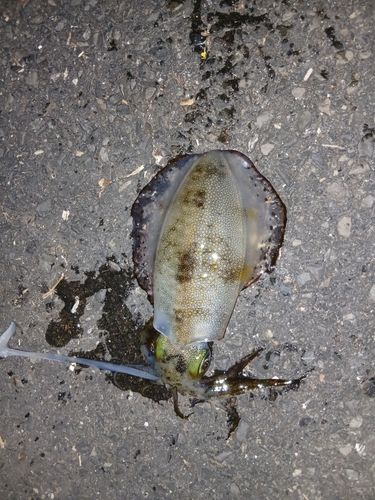 アオリイカの釣果