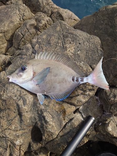 サンノジの釣果