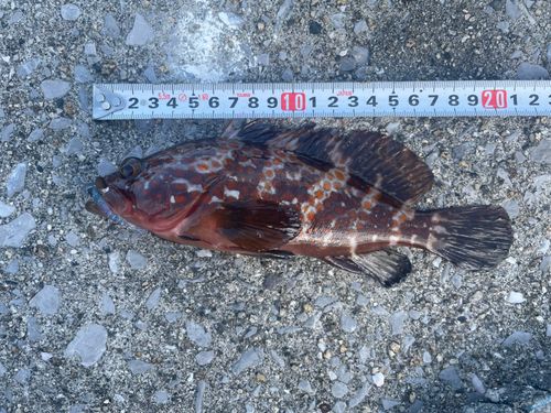 キジハタの釣果