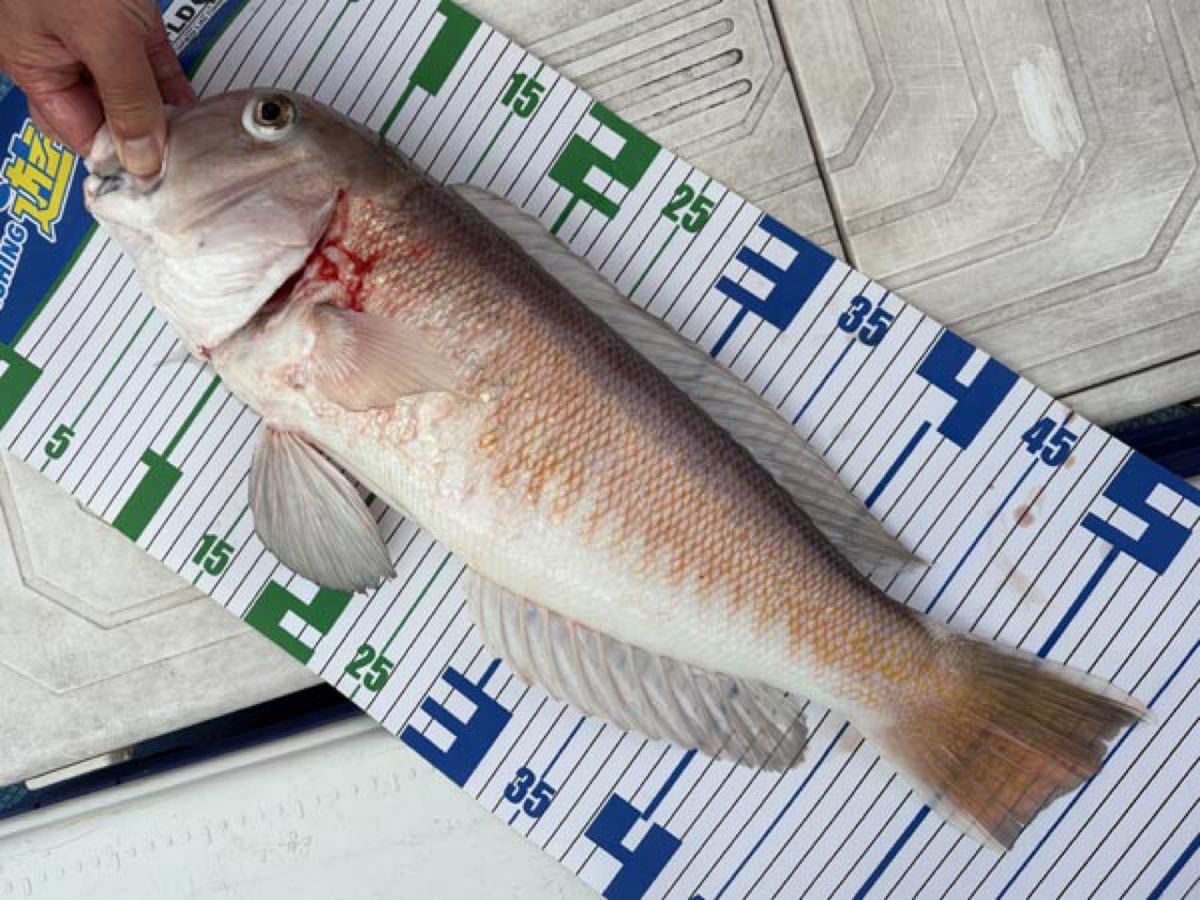 哲遊丸さんの釣果 2枚目の画像