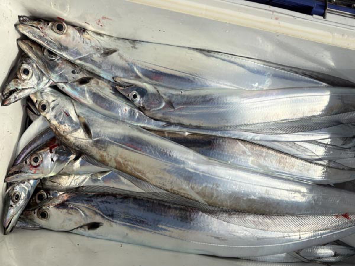 哲遊丸さんの釣果 3枚目の画像