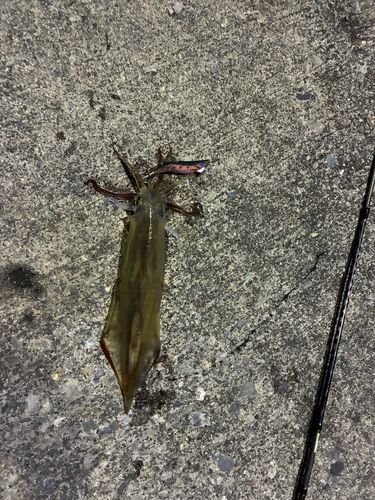 ヤリイカの釣果