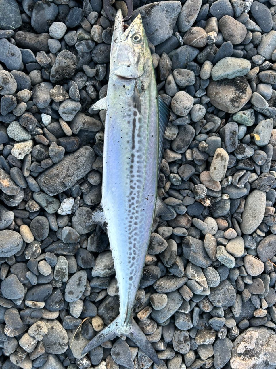 APIA グランデージ アトラス BLUE RUNNER 100MHの最安値・インプレ