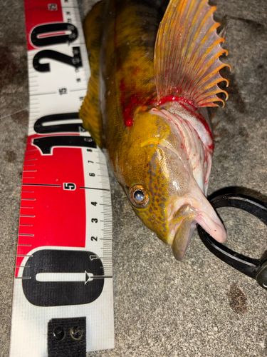 アイナメの釣果