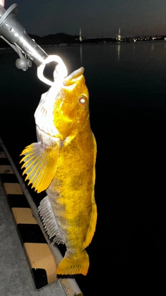 アイナメの釣果