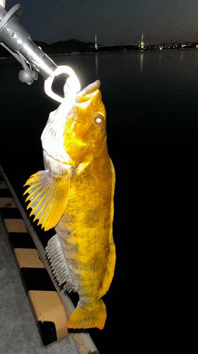 アイナメの釣果