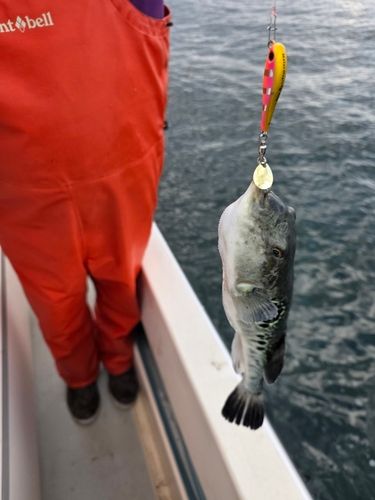 トラフグの釣果
