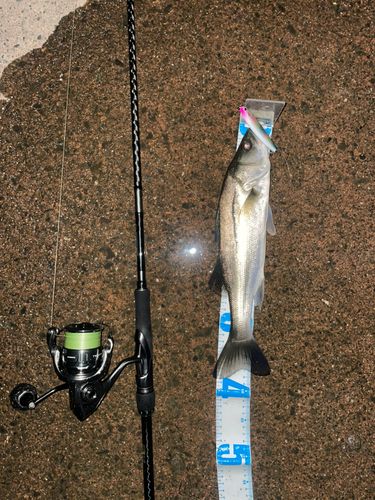 シーバスの釣果