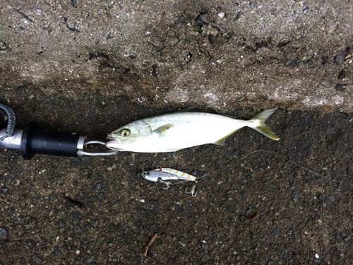 ツバスの釣果