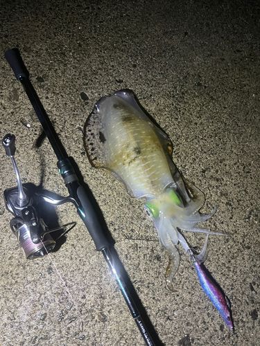 アオリイカの釣果