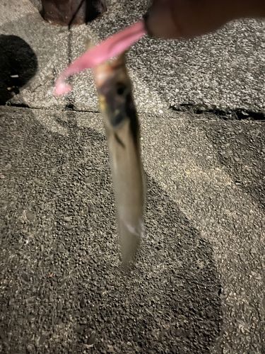 タチウオの釣果