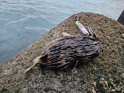 ハリセンボンの釣果