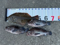 クロソイの釣果