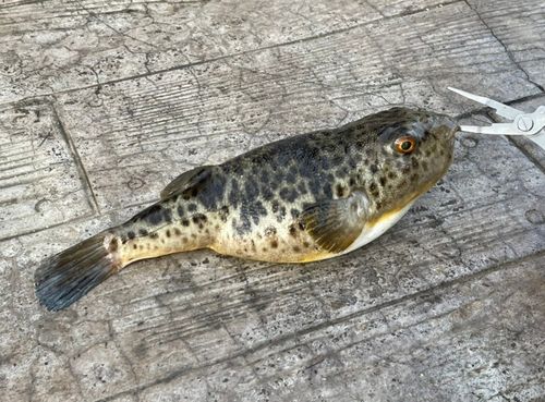 クサフグの釣果