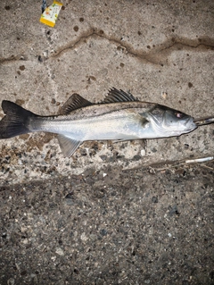 フッコ（マルスズキ）の釣果