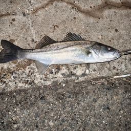 フッコ（マルスズキ）