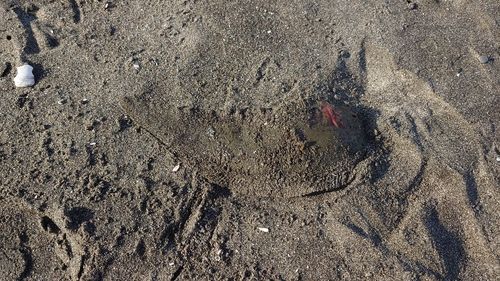 シタビラメの釣果