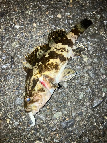 タケノコメバルの釣果