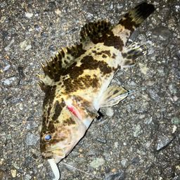 タケノコメバル