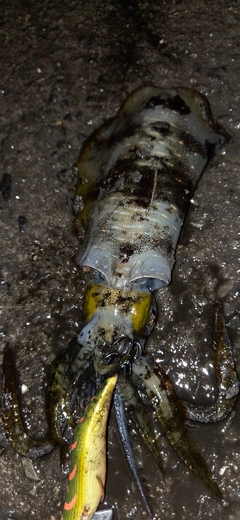 アオリイカの釣果