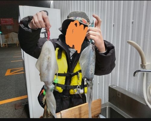 アオリイカの釣果