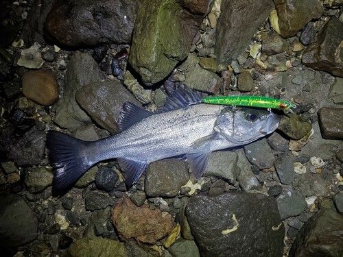 シーバスの釣果