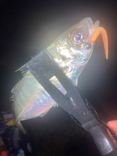 阿賀マリノポリス