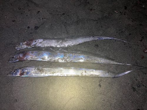 タチウオの釣果