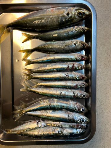 アジの釣果
