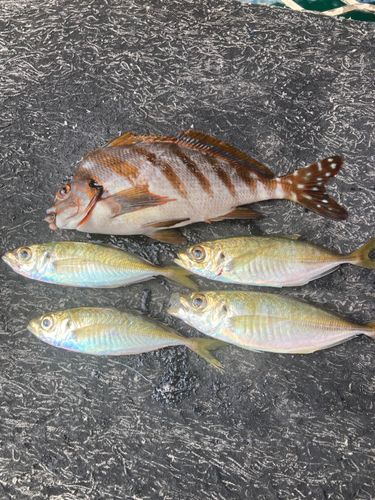 タカノハダイの釣果