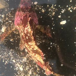 オニダルマオコゼ