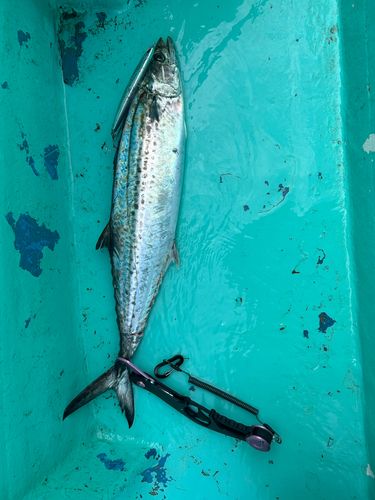 サワラの釣果