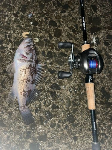 クロソイの釣果