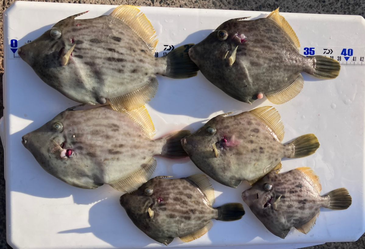 アングラーナーヒャンさんの釣果 1枚目の画像