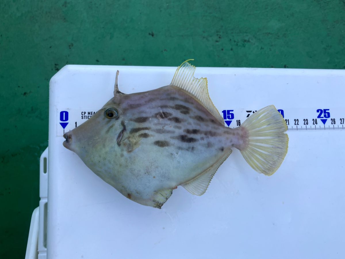 アングラーナーヒャンさんの釣果 2枚目の画像