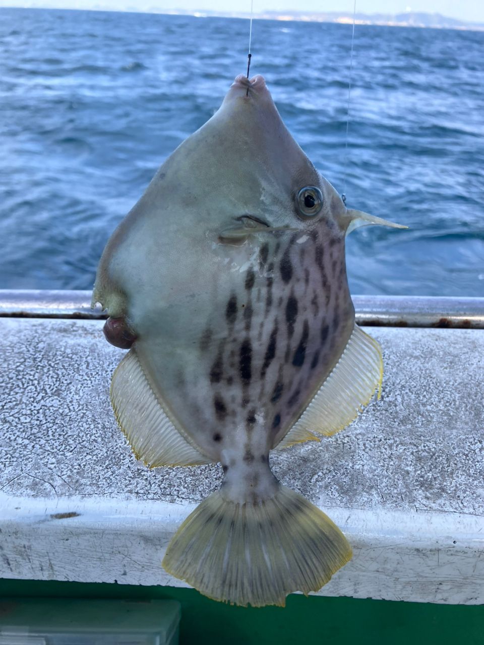アングラーナーヒャンさんの釣果 3枚目の画像