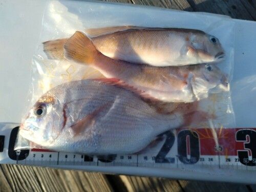 シロアマダイの釣果