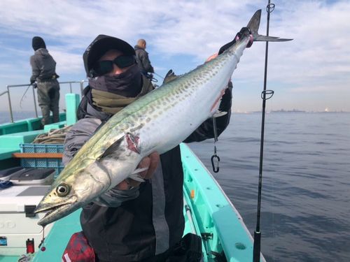 サワラの釣果