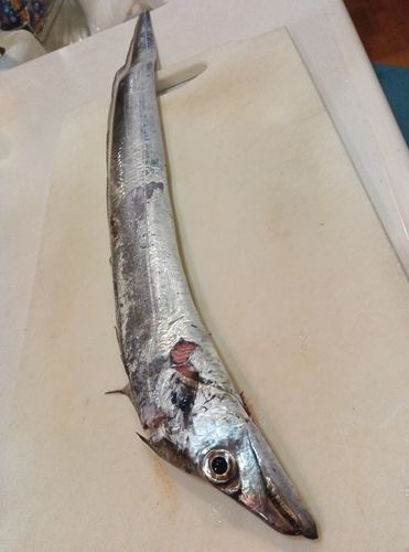 タチウオの釣果