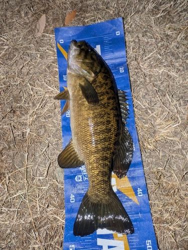 スモールマウスバスの釣果