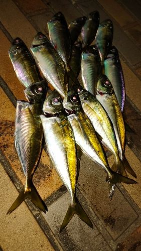 マアジの釣果