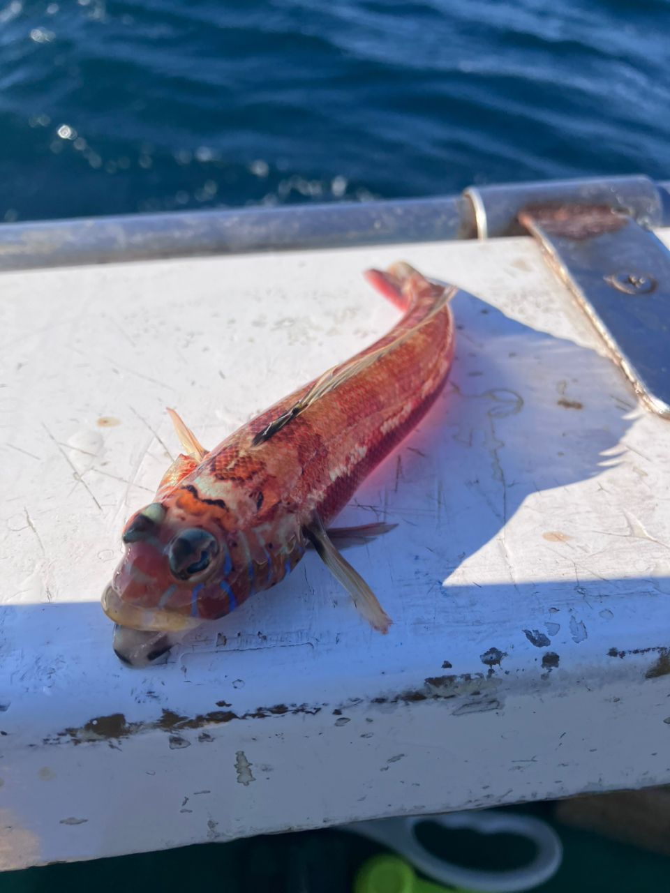 アングラーナーヒャンさんの釣果 2枚目の画像