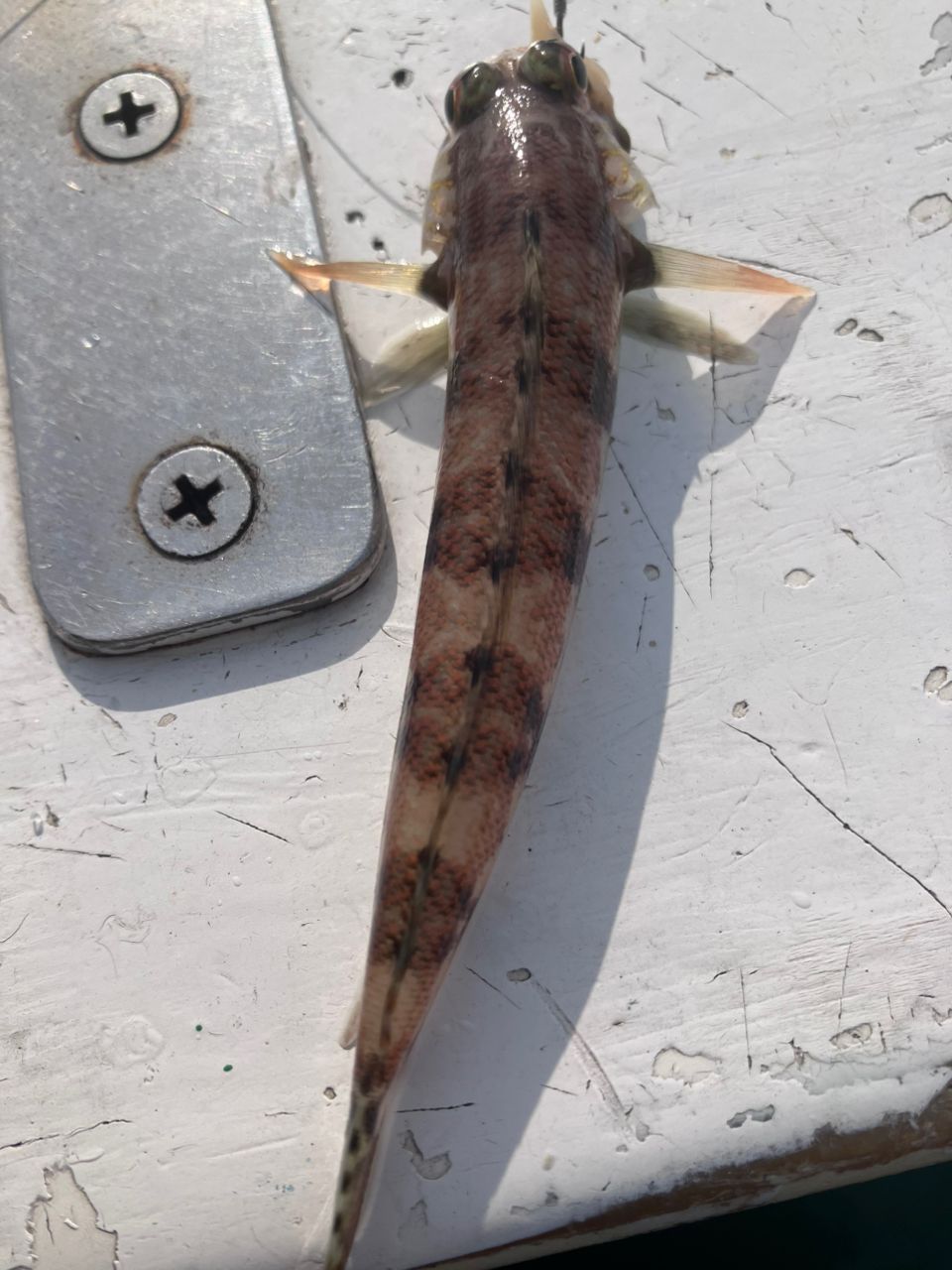 アングラーナーヒャンさんの釣果 3枚目の画像