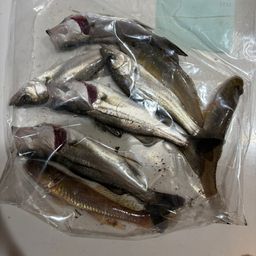 セイゴ（マルスズキ）