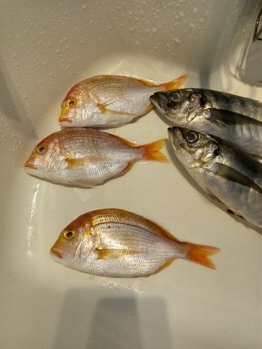 レンコダイの釣果