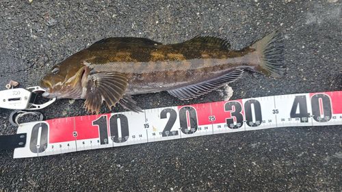 アイナメの釣果