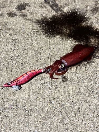 ケンサキイカの釣果